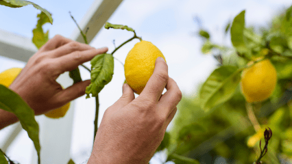 A person’s hands are shown picking a lemon from a tree.