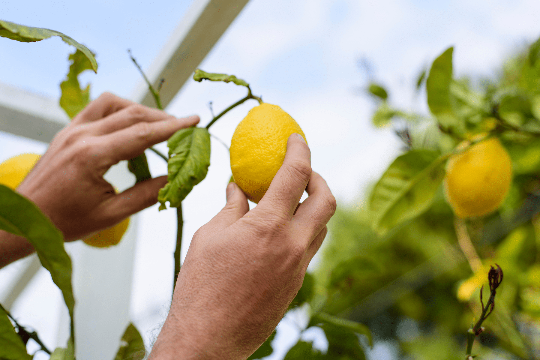 A person’s hands are shown picking a lemon from a tree.