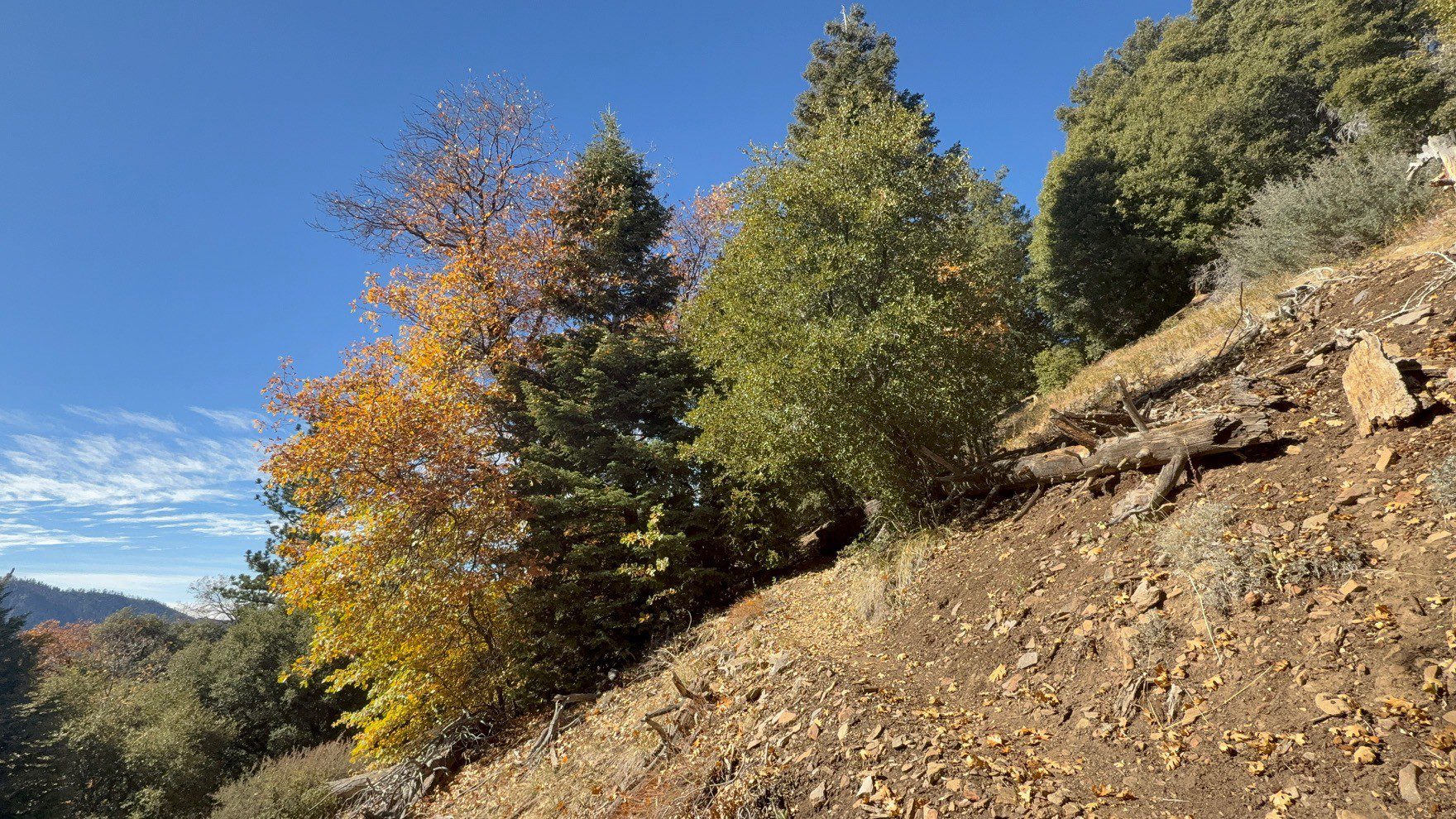View of a dry riverbed winding through a forest. A small building is visible among the trees.