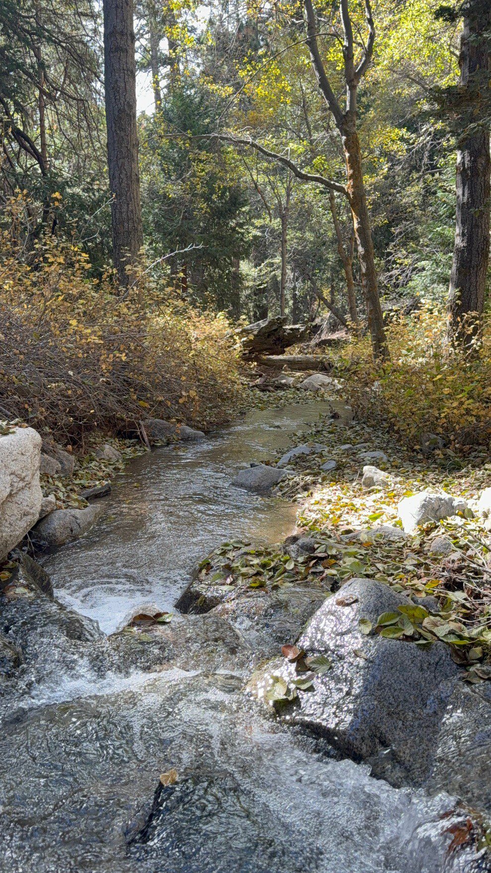 A stream of water flows through a forest, surrounded by rocks and tall trees.