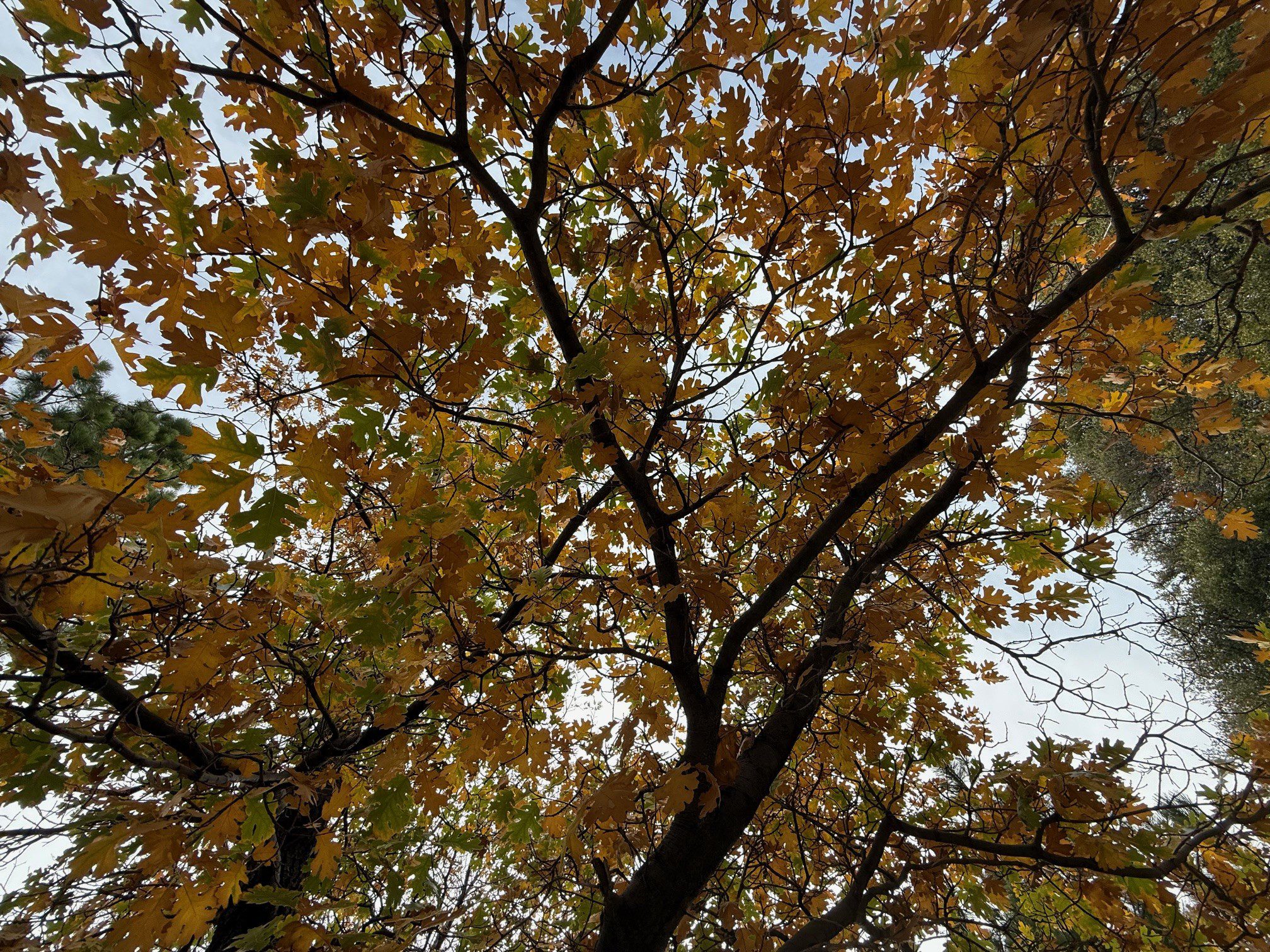 View looking up at a tree with branches covered in yellow and orange leaves.