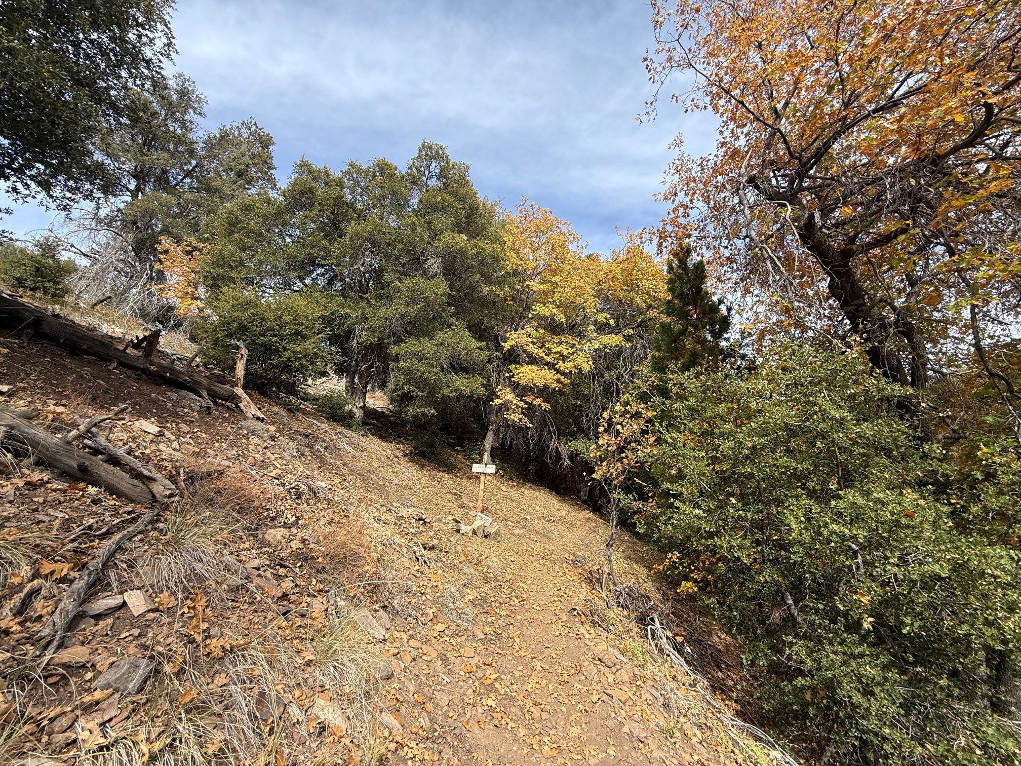 A hiking trail in Forest Falls featuring fallen leaves and various trees.