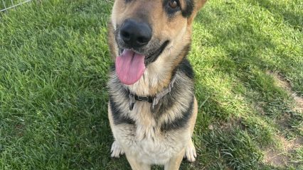 A German Sheperd dog sits on grass.