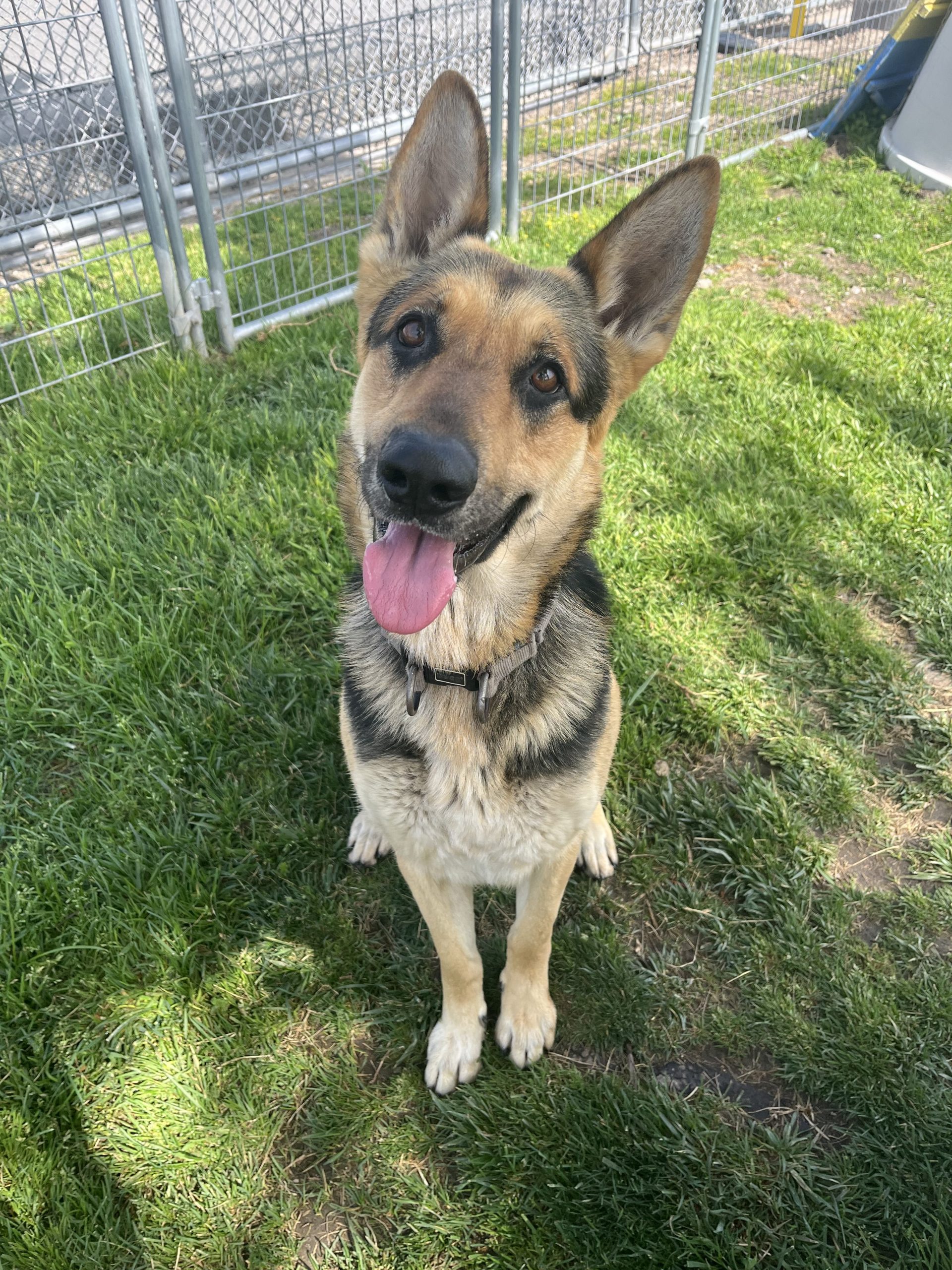 A German Sheperd dog sits on grass.