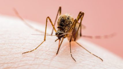 Close-up of a mosquito feeding on human skin.