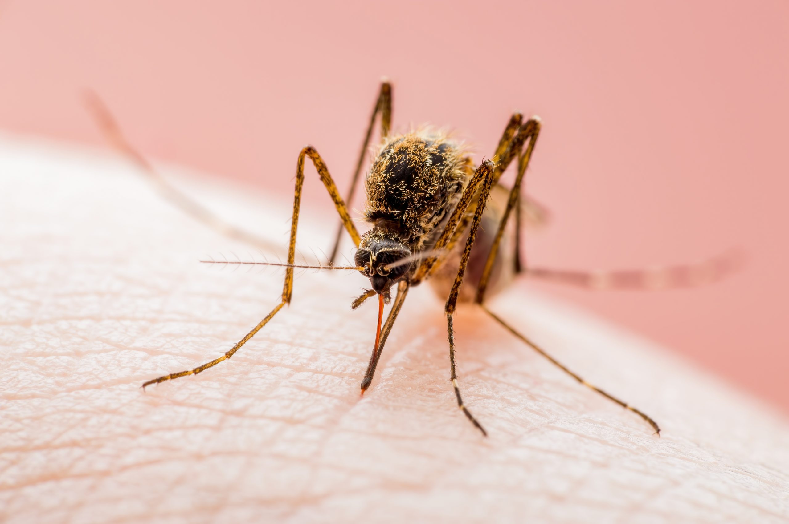 Close-up of a mosquito feeding on human skin.