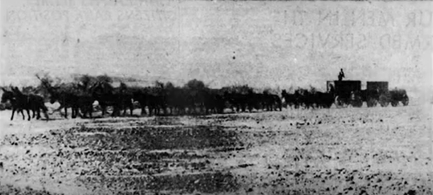 A black and white photo of a team of mules pulling two wagons.