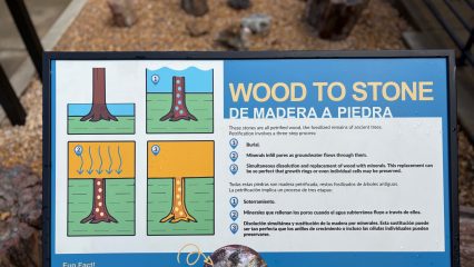 A detailed exhibit sign from the San Bernardino County Museum titled 'Wood to Stone,' explaining how wood becomes petrified. The sign features four colorful diagrams showing each step of the process and text in both English and Spanish. The exhibit’s outdoor area with gravel and petrified wood is partially visible behind the sign.