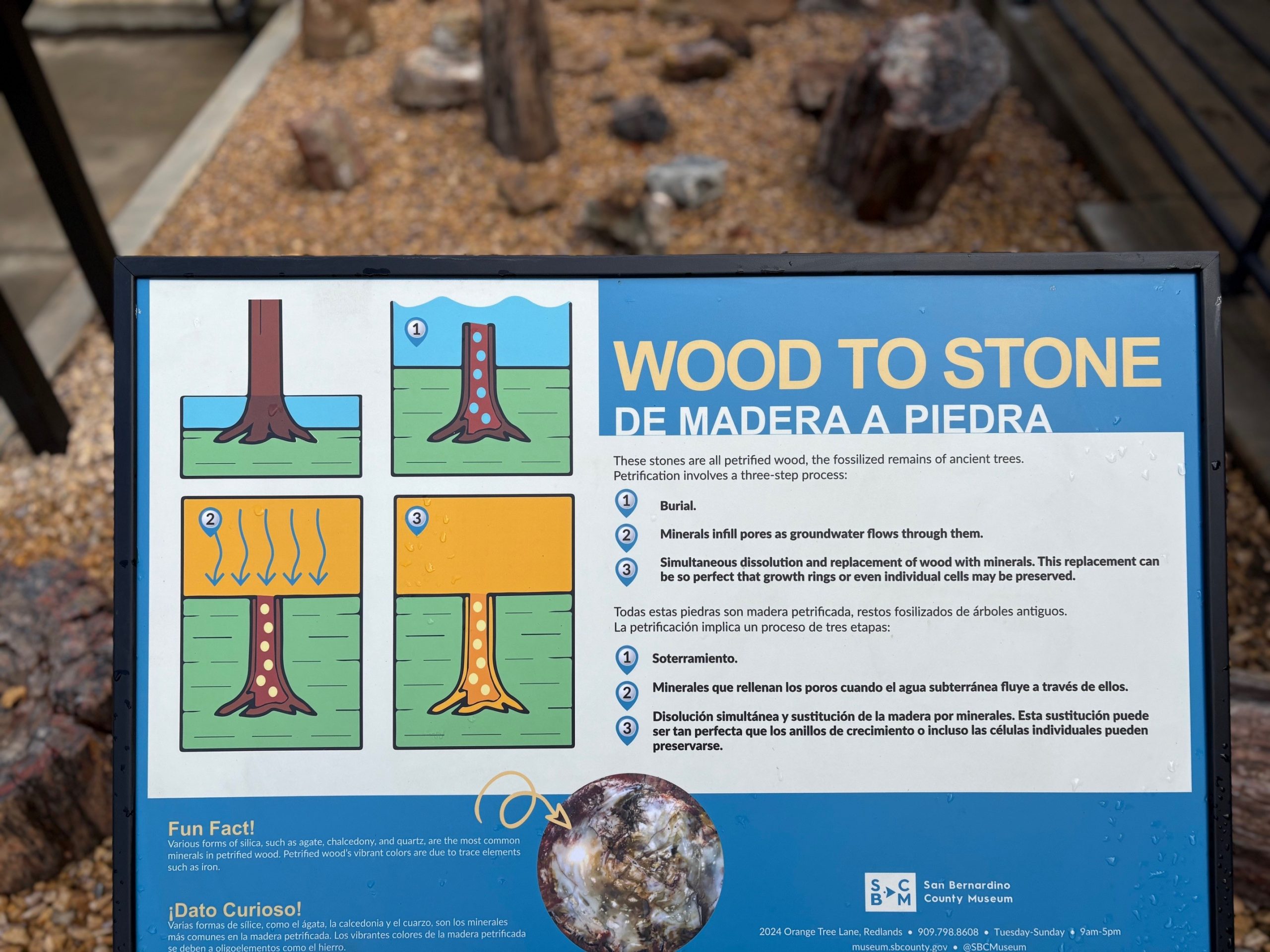 A detailed exhibit sign from the San Bernardino County Museum titled 'Wood to Stone,' explaining how wood becomes petrified. The sign features four colorful diagrams showing each step of the process and text in both English and Spanish. The exhibit’s outdoor area with gravel and petrified wood is partially visible behind the sign.