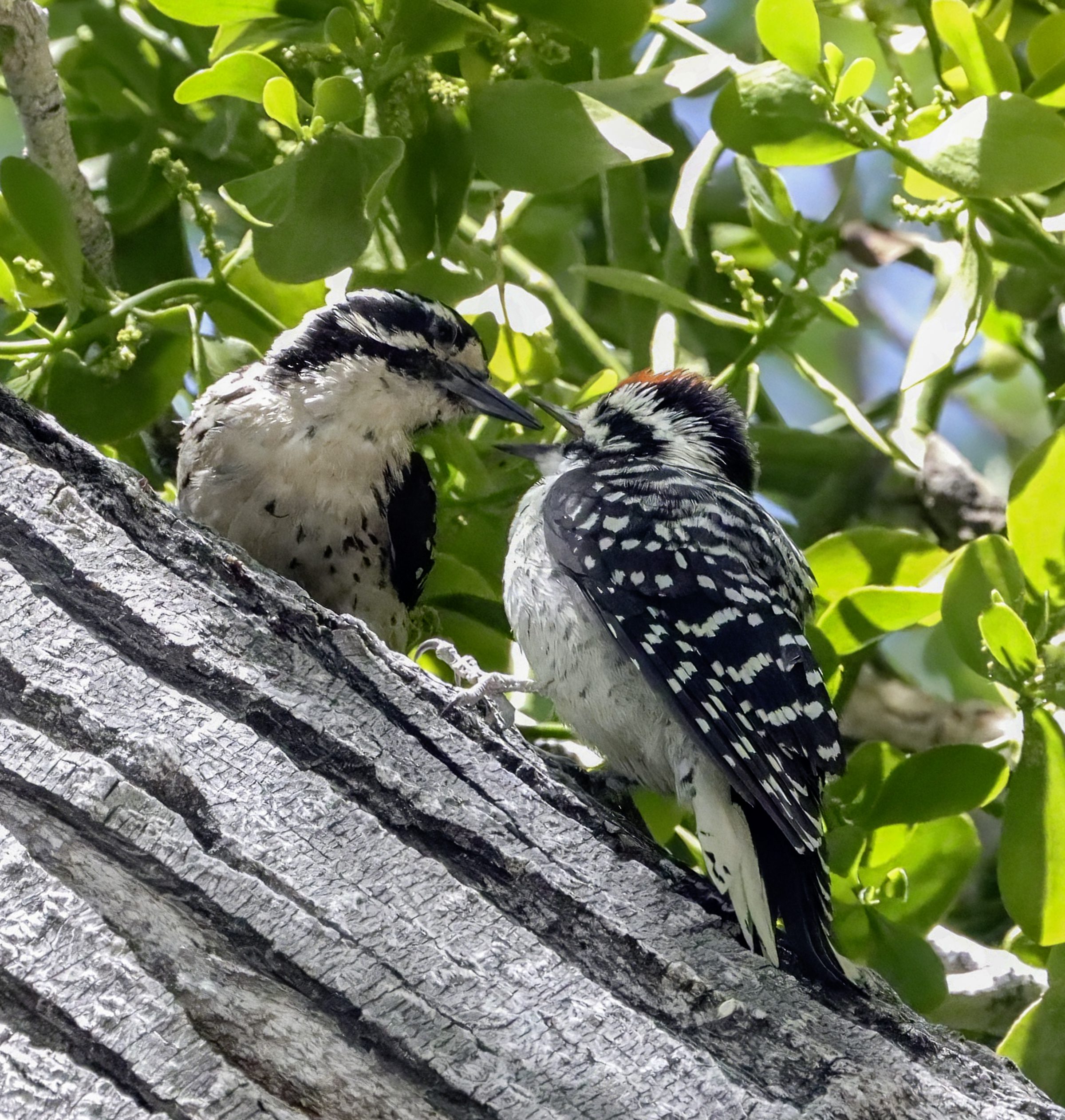 Two black and white birds on a tree surrounded by leaves.