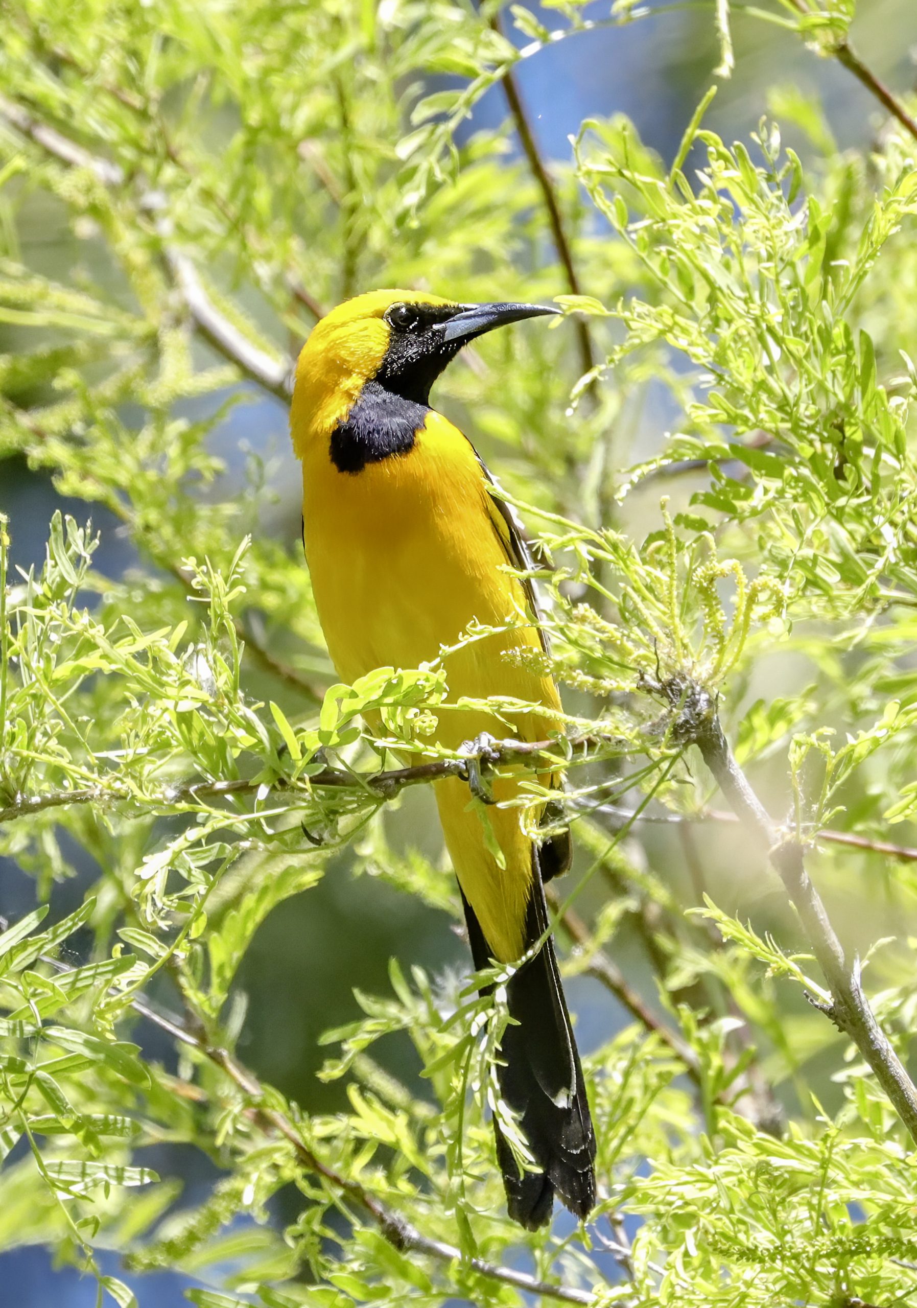 A yellow and black bird on a tree branch.