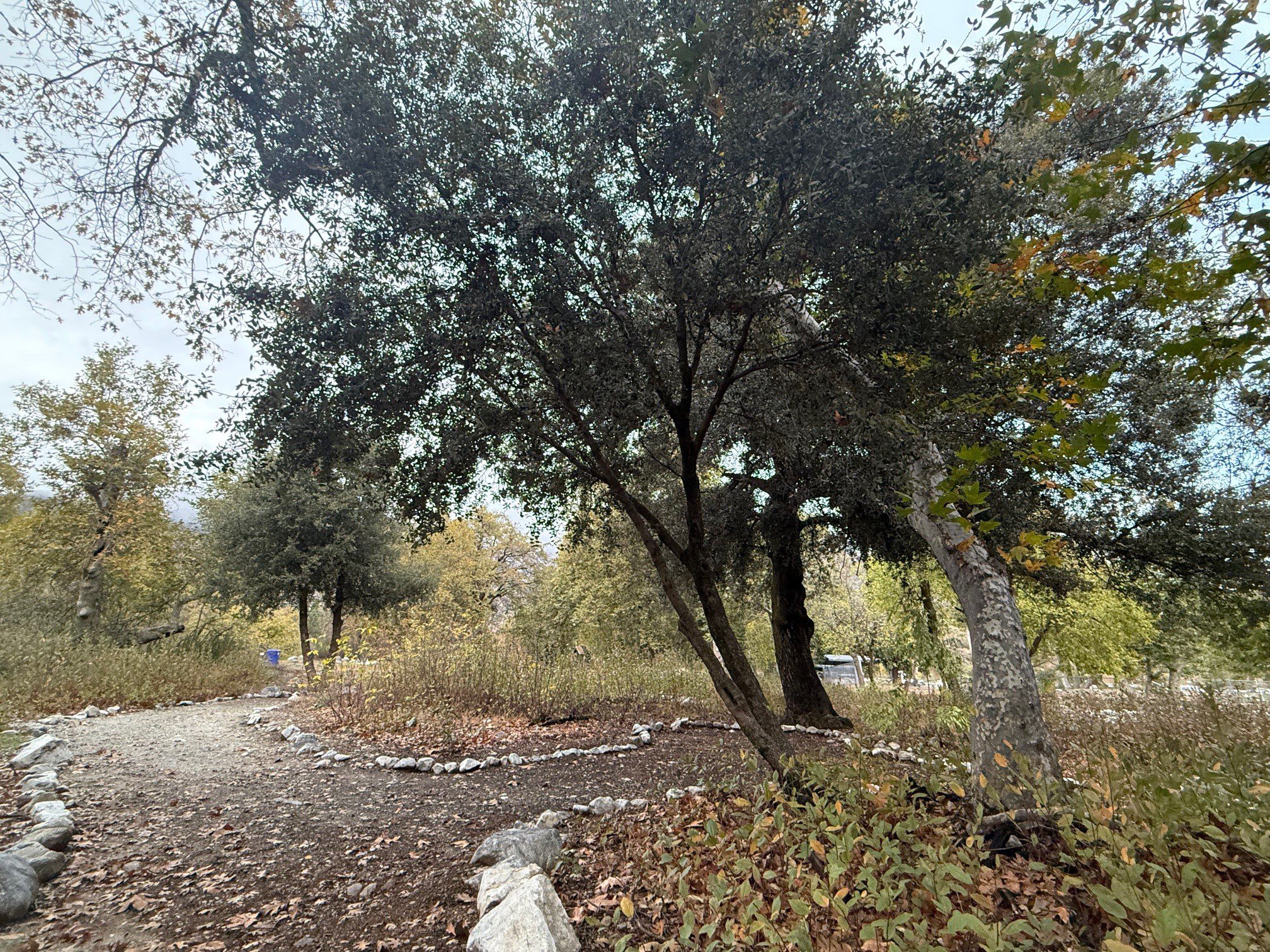 A park featuring a variety of trees.