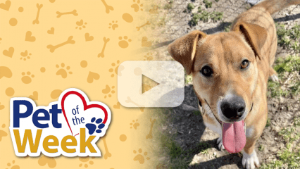 Graphic reading “Pet of the Week” beside a brown Shepherd mix named Airbud standing outdoors. Play button overlay.