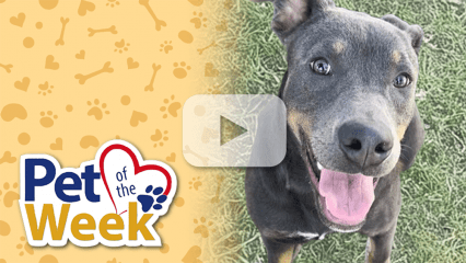 Pet of the Week graphic with logo on left and a play button overlay. On right, Ash, a 7-month-old black and brown female Doberman Pinscher mix, smiles at the camera. Caption: Meet Ash! This 7-month-old Doberman Pinscher mix is waiting at the Devore Shelter for her forever home. Pet ID: A826993.