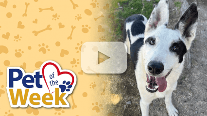 Smiling Shepherd-mix dog sitting on grass. “Pet of the Week” graphic and play button overlay.