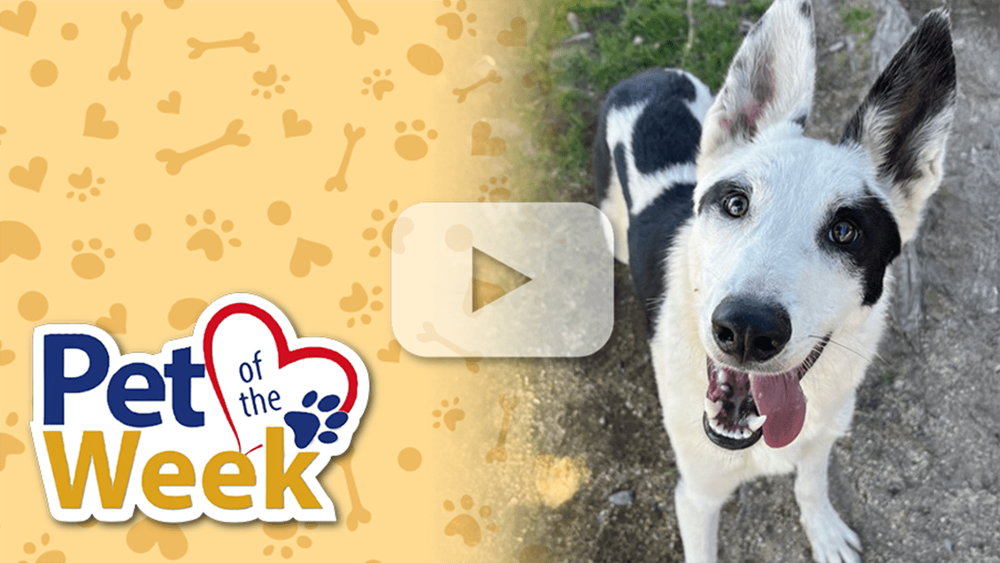 Smiling Shepherd-mix dog sitting on grass. “Pet of the Week” graphic and play button overlay.