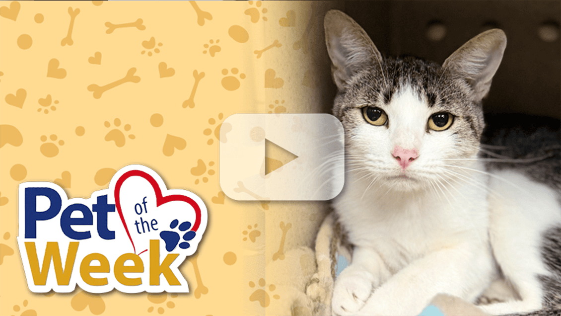 Pet of the Week graphic featuring a white-and-gray cat with green eyes and a video play button.