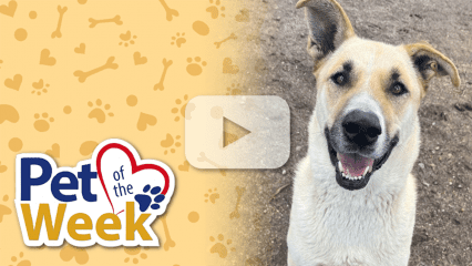 Smiling tan Shepherd mix dog with one ear up, labeled Pet of the Week, with play button overlay.