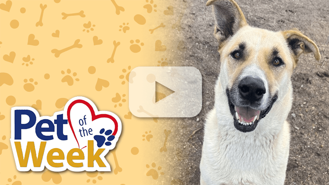 Smiling tan Shepherd mix dog with one ear up, labeled Pet of the Week, with play button overlay.