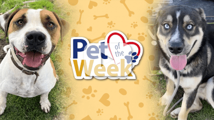 Two smiling dogs, Bruzer the brown-and-white Staff Terrier mix and Phil the Shepherd mix, featured as Pets of the Week.