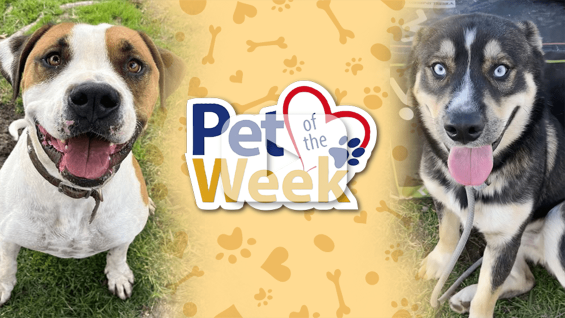 Two smiling dogs, Bruzer the brown-and-white Staff Terrier mix and Phil the Shepherd mix, featured as Pets of the Week.
