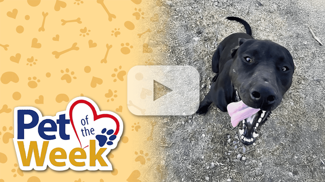 Smiling Labrador Retriever mix with tongue out sitting on dirt, featured in a “Pet of the Week” graphic image.