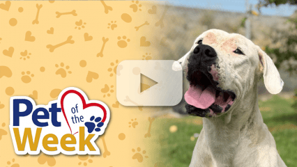 Dog outdoors with “Pet of the Week” graphic and a play button overlay.