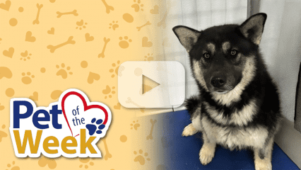 Pet of the Week graphic with play button overlay shows Reign, a black and tan German Shepherd mix, sitting in a kennel at Devore Shelter.