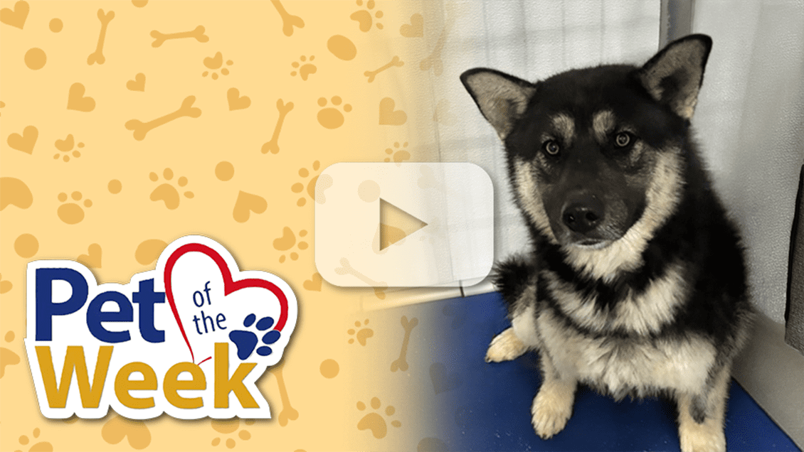Pet of the Week graphic with play button overlay shows Reign, a black and tan German Shepherd mix, sitting in a kennel at Devore Shelter.