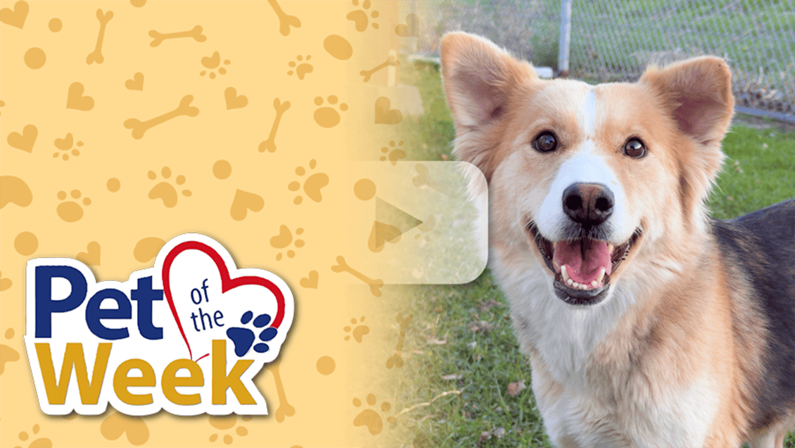 Pet of the Week: Candice - Welcome to San Bernardino County