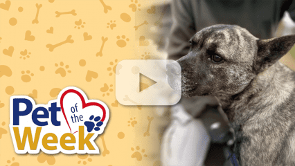 Pet of the Week graphic featuring Cassy, a 1-year-old Pit Bull Terrier mix available for adoption at the Devore Animal Shelter.