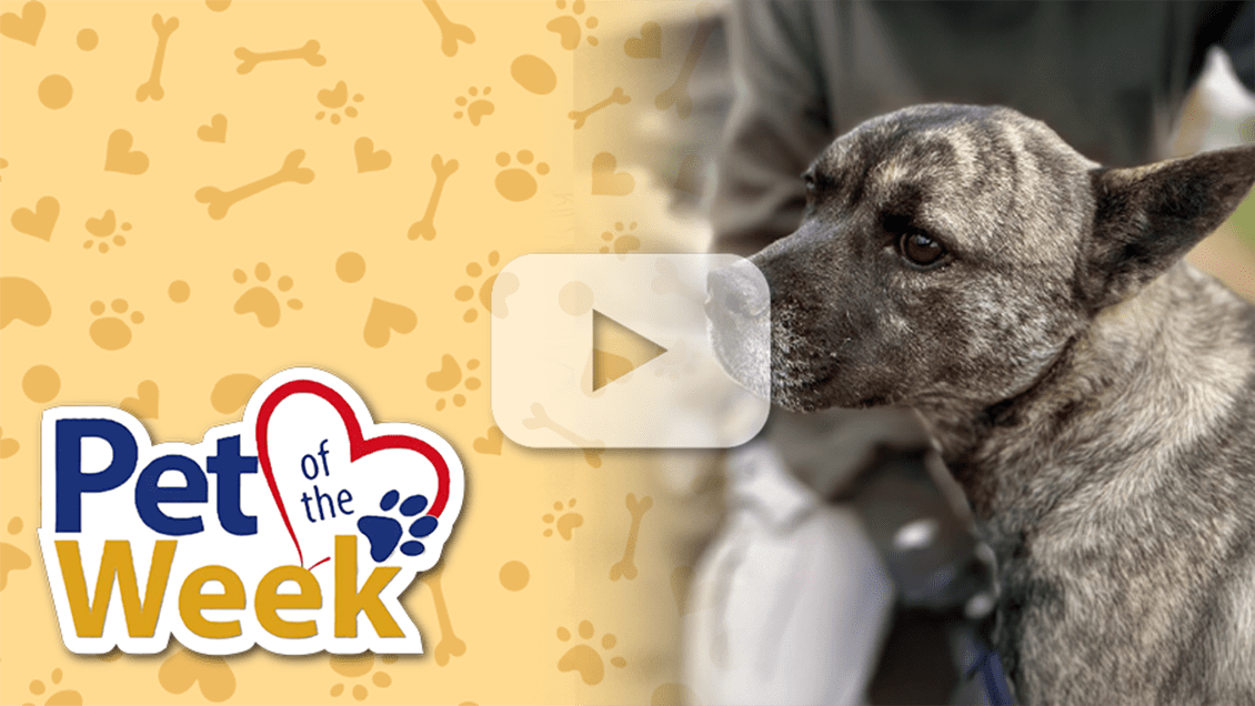 Pet of the Week graphic featuring Cassy, a 1-year-old Pit Bull Terrier mix available for adoption at the Devore Animal Shelter.