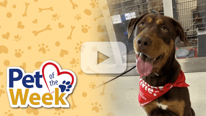Brown shepherd-mix dog, wearing a red bandana, sitting in a shelter kennel as “Pet of the Week” is displayed.