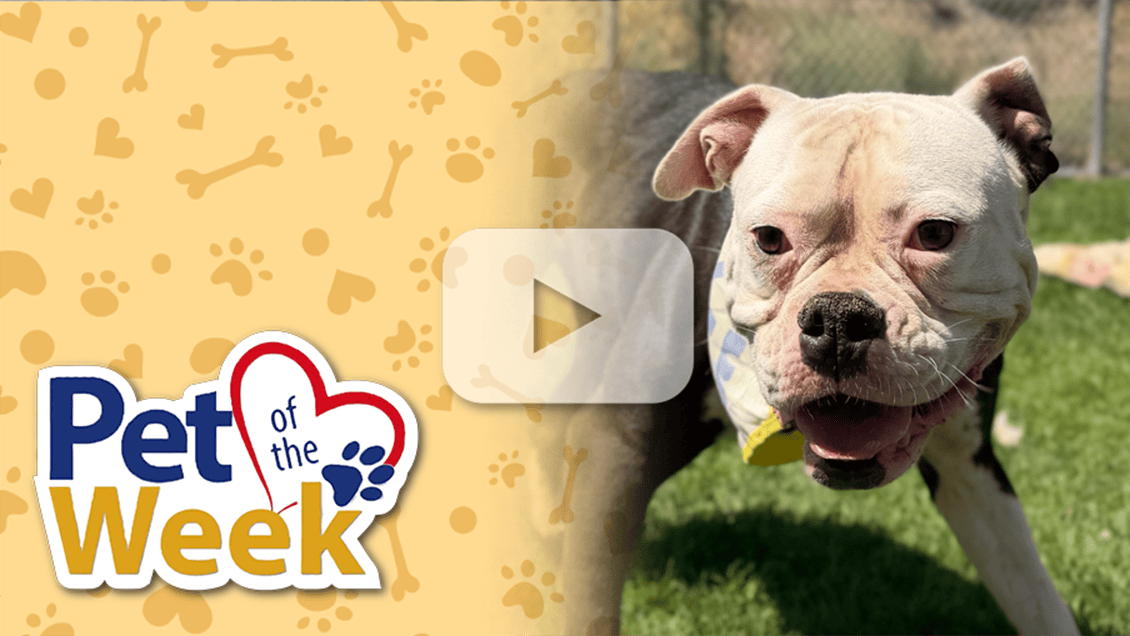 Dog outdoors with “Pet of the Week” graphic and a play button overlay.