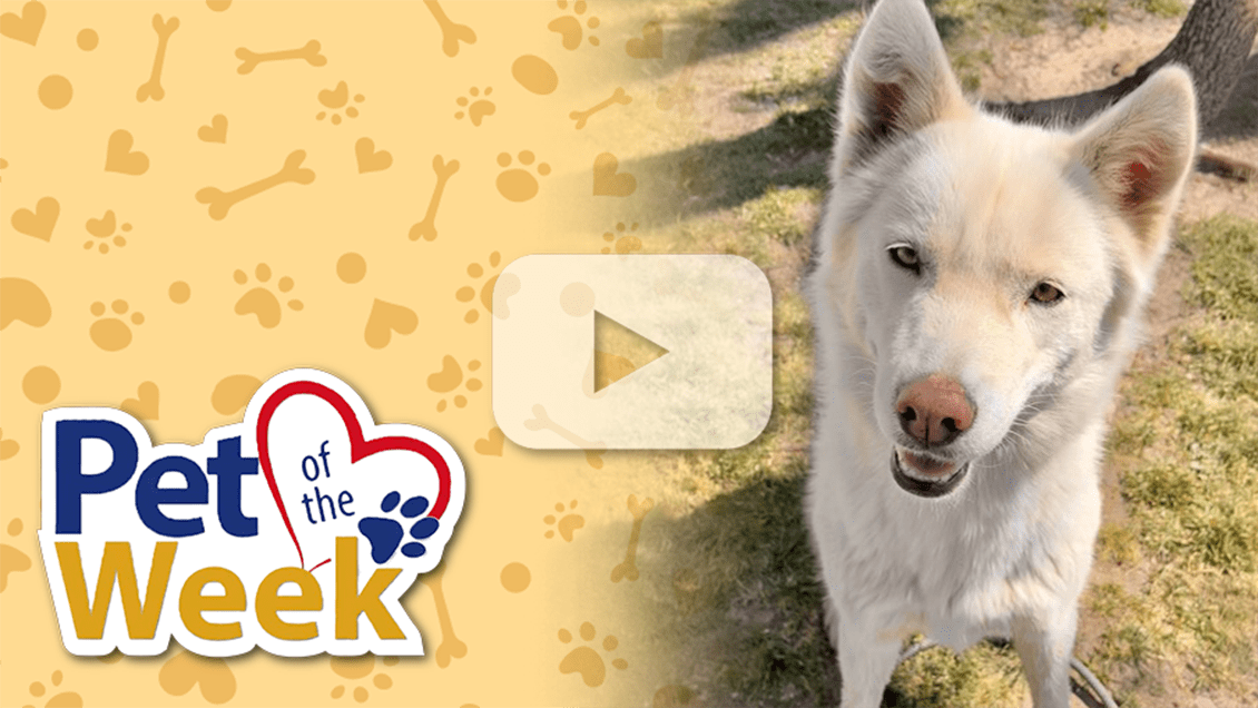 Graphic reading “Pet of the Week” beside Delilah, a white Husky mix standing outdoors in the grass.