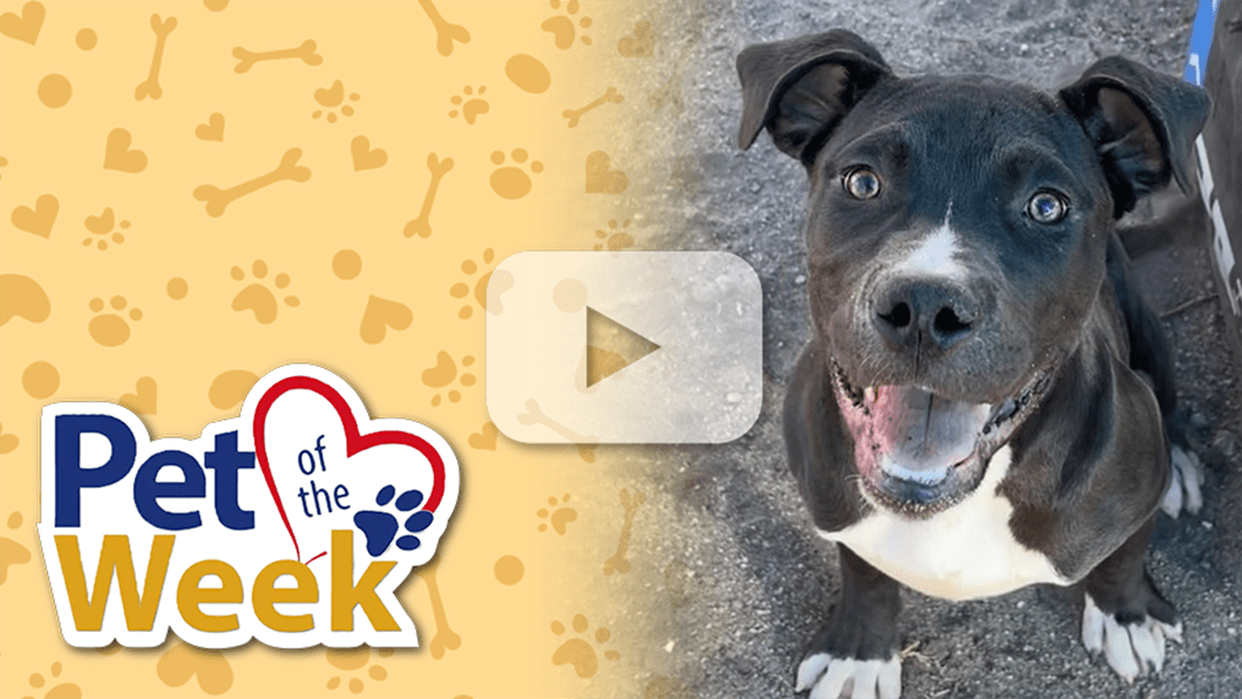 Pet of the Week graphic with play button overlay showing Evee, a black and white puppy sitting and looking up with a happy expression.
