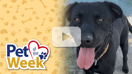 Black Labrador Retriever, Miniature Pinscher mix dog looking at camera. Play button overlaid.