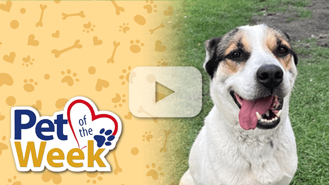 A happy dog with a black and white coat sits outside on grass. On the left, there's a "Pet of the Week" logo with paw and heart motifs.