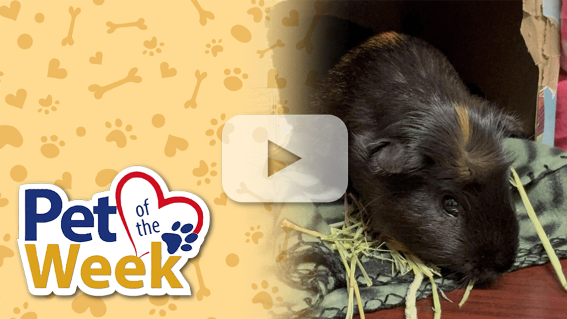 Guinea pig resting on a patterned blanket next to a Pet of the Week graphic.