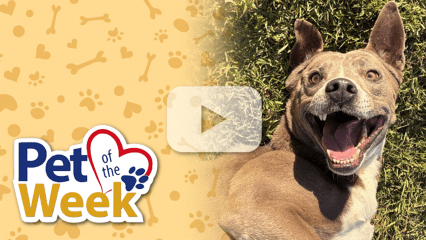 Smiling Pit Bull Terrier lying on grass for San Bernardino County’s Pet of the Week. Play button is overlaid.