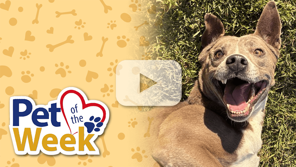 Smiling Pit Bull Terrier lying on grass for San Bernardino County’s Pet of the Week. Play button is overlaid.