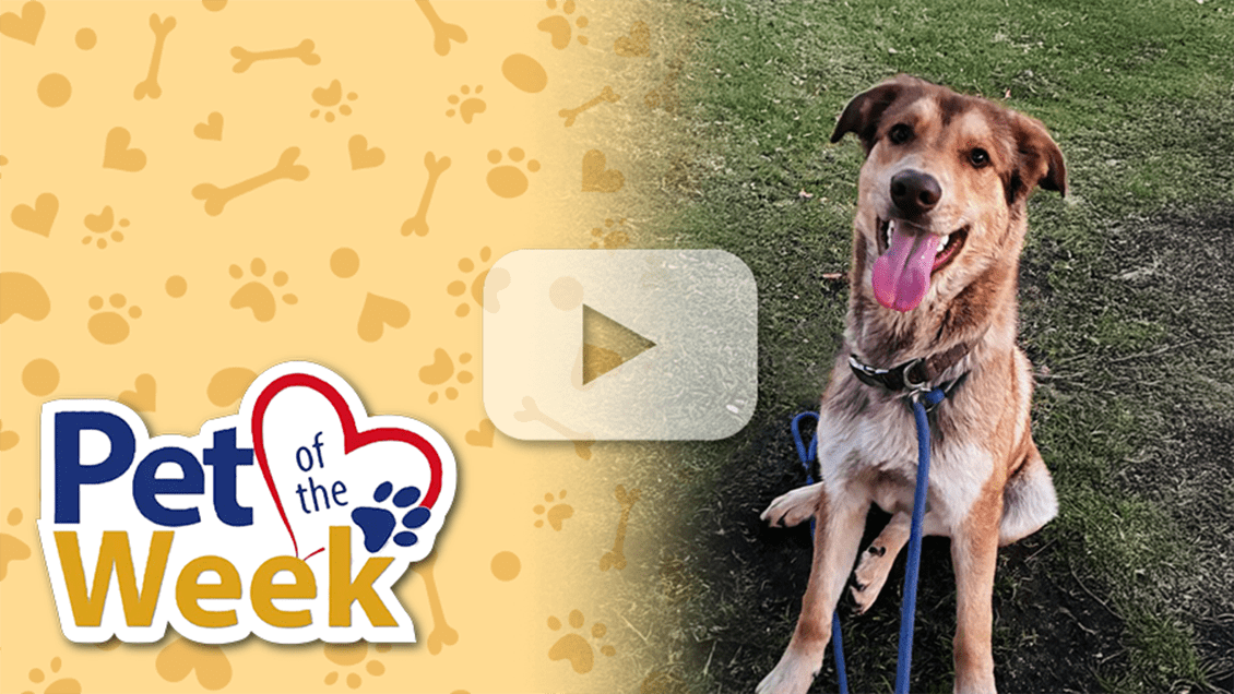 Pet of the Week graphic featuring Hopper, a 2-year-old shepherd available for adoption at the San Bernardino County Devore Shelter.