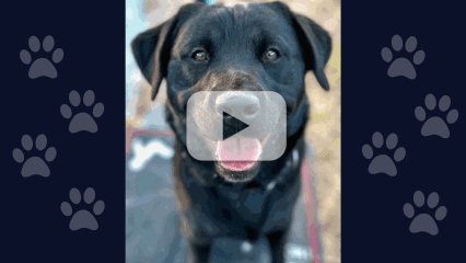 A labrador retriever mix, Hunter, and a translucent play button overlay, indicating a video.