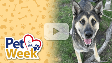 Pet of the Week graphic with play button overlay and a smiling German Shepherd mix named Jackie, available for adoption at Devore Shelter.