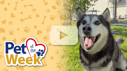 Smiling husky named Joker beside a “Pet of the Week” graphic with a video play button overlay.