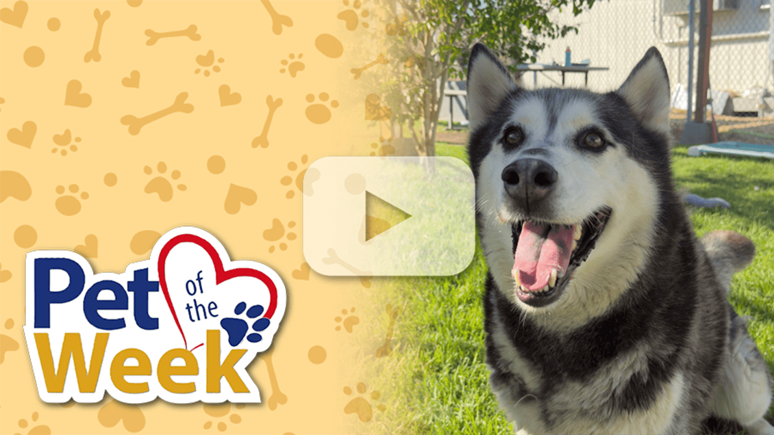 Smiling husky named Joker beside a “Pet of the Week” graphic with a video play button overlay.