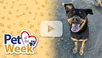 Smiling dog named sits outdoors, mouth open and tongue out, featured as Pet of the Week.