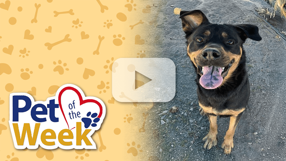 Smiling dog named sits outdoors, mouth open and tongue out, featured as Pet of the Week.