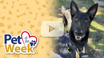Female Shepherd mix named Katrina standing on grass outside.