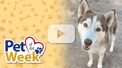 Pet of the Week graphic with play button overlay showing Kodah, a Husky mix standing and looking up at the camera.